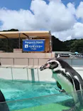 下田海中水族館に投稿された画像（2026/8/25）