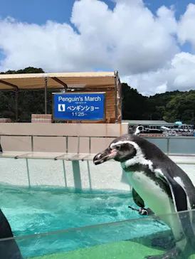 下田海中水族館に投稿された画像（2026/8/25）