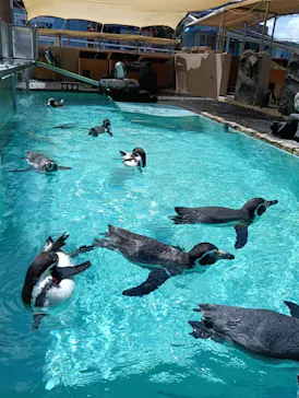 下田海中水族館に投稿された画像（2026/8/25）