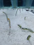 すみだ水族館に投稿された画像（2026/8/25）
