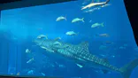 沖縄美ら海水族館に投稿された画像（2026/8/25）