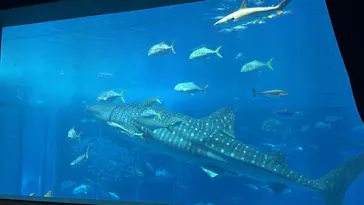 沖縄美ら海水族館に投稿された画像（2026/8/25）