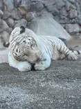 東武動物公園に投稿された画像（2026/8/25）