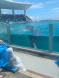 鴨川シーワールドに投稿された画像（2026/8/25）