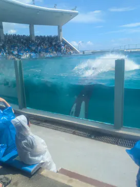 鴨川シーワールドに投稿された画像（2026/8/25）
