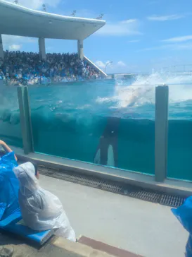 鴨川シーワールドに投稿された画像（2026/8/25）