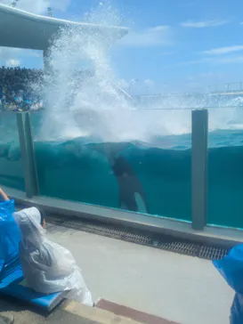 鴨川シーワールドに投稿された画像（2026/8/25）