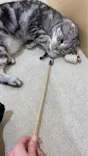 Moff animal cafe イオンモール成田店に投稿された画像（2026/8/25）