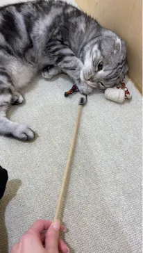 Moff animal cafe イオンモール成田店に投稿された画像（2026/8/25）