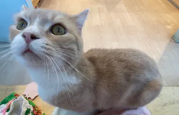 Moff animal cafe イオンモール成田店に投稿された画像（2026/8/25）