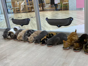 Moff animal cafe イオンモール成田店に投稿された画像（2026/8/25）