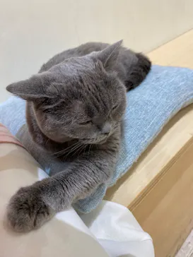 Moff animal cafe イオンモール成田店に投稿された画像（2026/8/25）