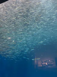 名古屋港水族館に投稿された画像（2026/8/25）