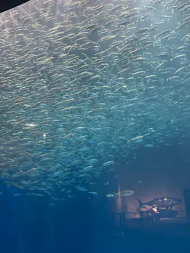 名古屋港水族館に投稿された画像（2026/8/25）