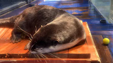 ゼロ距離水族館 伊勢シーパラダイスに投稿された画像（2026/8/25）