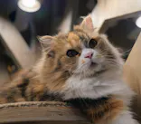 猫カフェモカ　渋谷公園通り店に投稿された画像（2026/8/26）