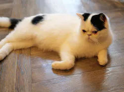 猫カフェモカ　渋谷公園通り店に投稿された画像（2026/8/25）