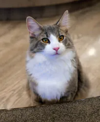 猫カフェモカ　渋谷公園通り店に投稿された画像（2026/8/25）