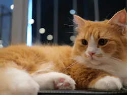 猫カフェモカ　渋谷公園通り店に投稿された画像（2026/8/25）