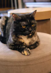 猫カフェモカ　渋谷公園通り店に投稿された画像（2026/8/25）