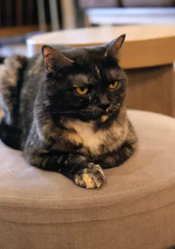 猫カフェモカ　渋谷公園通り店に投稿された画像（2026/8/25）