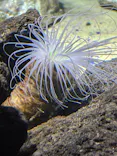 サンシャイン水族館に投稿された画像（2026/8/26）