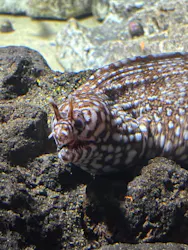 サンシャイン水族館に投稿された画像（2026/8/26）