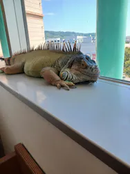 Moff animal cafe 小田原ダイナシティ店に投稿された画像（2026/8/26）