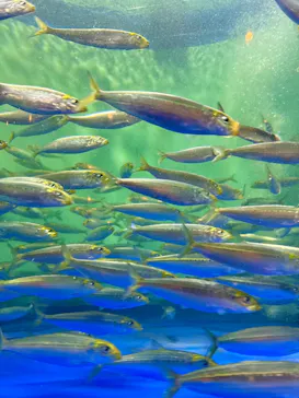 しながわ水族館に投稿された画像（2026/8/26）
