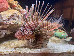 横浜開運水族館 フォーチュンアクアリウムに投稿された画像（2026/8/26）
