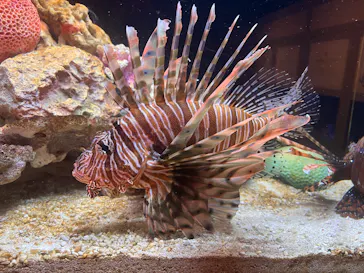 横浜開運水族館 フォーチュンアクアリウムに投稿された画像（2026/8/26）