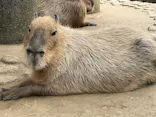 伊豆シャボテン動物公園に投稿された画像（2026/8/26）