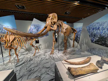 特別展「氷河期展　人類が見た４万年前の世界」（福岡会場）に投稿された画像（2026/8/26）