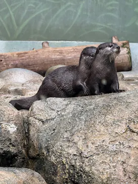 世界淡水魚園水族館　アクア・トトぎふに投稿された画像（2026/8/26）