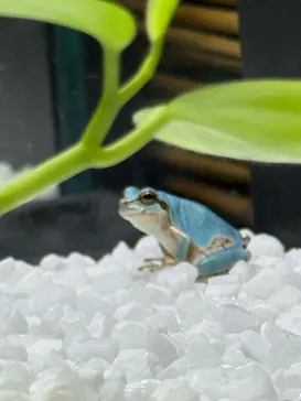 世界淡水魚園水族館　アクア・トトぎふに投稿された画像（2026/8/26）