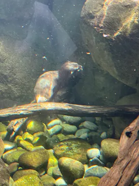 世界淡水魚園水族館　アクア・トトぎふに投稿された画像（2026/8/26）