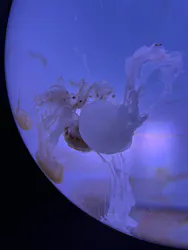 サンシャイン水族館に投稿された画像（2026/8/26）