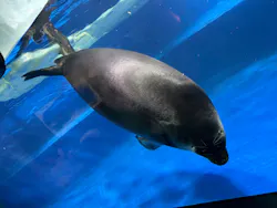 サンシャイン水族館に投稿された画像（2026/8/26）