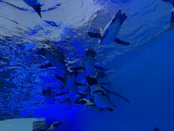 サンシャイン水族館に投稿された画像（2026/8/26）