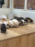 Cat Café MOFF つかしん店に投稿された画像（2026/8/26）