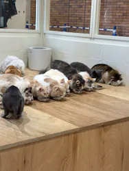 Cat Café MOFF つかしん店に投稿された画像（2026/8/26）