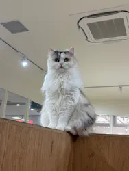 Cat Café MOFF つかしん店に投稿された画像（2026/8/26）