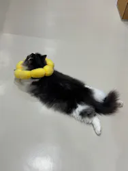 Cat Café MOFF つかしん店に投稿された画像（2026/8/26）