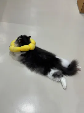 Cat Café MOFF つかしん店に投稿された画像（2026/8/26）