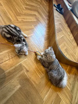 猫カフェモカららぽーと名古屋みなとアクルス店に投稿された画像（2026/8/26）