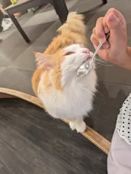 猫カフェPuchiMarry　京都河原町店に投稿された画像（2026/8/26）