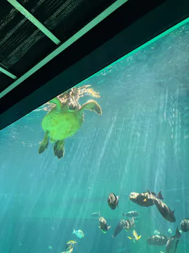 箱根園水族館に投稿された画像（2026/8/26）