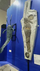 特別展　大絶滅展に投稿された画像（2026/8/26）