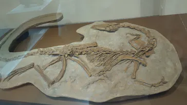 特別展　大絶滅展に投稿された画像（2026/8/26）
