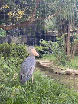 恩賜上野動物園に投稿された画像（2026/8/26）
